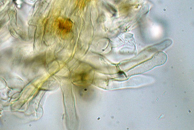 Galerina spec. Cod.: DSCN 9473